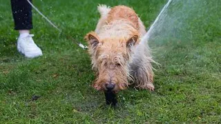 Собаки дождались своего пива