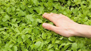 Сидераты вам в землю: осенние советы огородникам и садоводам