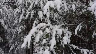 Аномальная жара нагрянет в декабре: синоптики рассказали о сюрпризах, которые готовит россиянам предстоящая зима