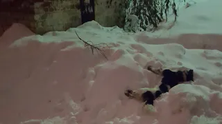 Волонтеры из Коми обвинили догхантеров в гибели собак