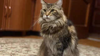 «На ручки?»: как и сколько можно трогать кошку - ответ зоопсихологов удивил даже опытных владельцев