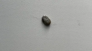 В Коми за неделю выявили 207 пострадавших от клещей