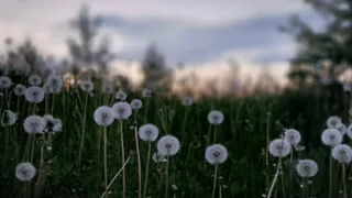 Дачники, одуванчики не косить — 500 грамм на 10 литров — вот вам добротное средство защиты для клубники