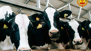 Чувашия вышла в лидеры по росту молочной продуктивности