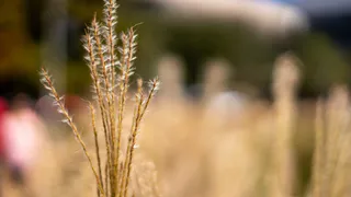 Многодетная мать из Челябинской области вошла в топ-10 лучших аграриев России: Ольга Сегаль о своем успехе