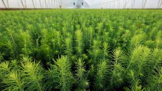 СЛПК присоединился к новой Национальной системе лесной сертификации