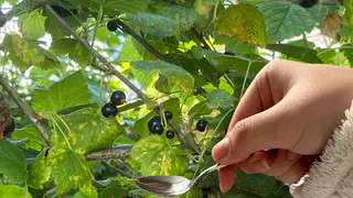 Всего 3 ложки в приствольный круг - и смородина станет черной как уголь и сладкой как мед: по 2 ведра с куста 