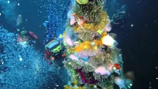 Погрузиться на дно Байкала и установить ёлку: новогодняя традиция иркутских дайверов