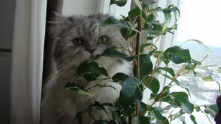 Хотела уюта, а получила джунгли: топ-10 растений, которые разрастаются на глазах