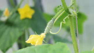 Если желтеют и сохнут завязи: 3 компонента под куст огурцов и собираем по 30 кг