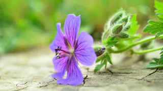 Будьте осторожны – распространенный домашний цветок отравляет жизнь и приносит в дом несчастья