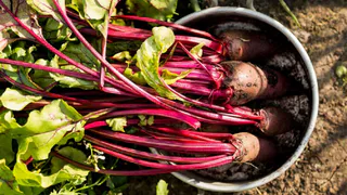 Сажаем рядом и наслаждаемся огромным урожаем: больше никаких раздельных грядок - идеальный сосед для свёклы найден