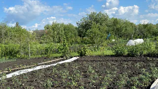 «Присобачила» бутылку к палке — огородная жизнь сразу стала легче: урожай защищен на все лето - любимый лайфхак опытных дачников