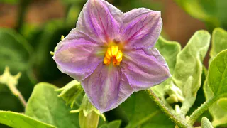 Как вырастить идеальные баклажаны: советы для холодного климата