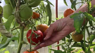 Сделайте это, и про вершинную гниль на томатах даже не вспомните: мгновенная "реанимация" нежной культуры — урожай полностью сохранится