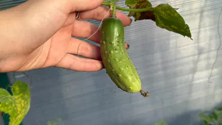 Четыре года без нормального урожая огурцов — пока соседка не поделилась секретом: теперь собираю ведрами