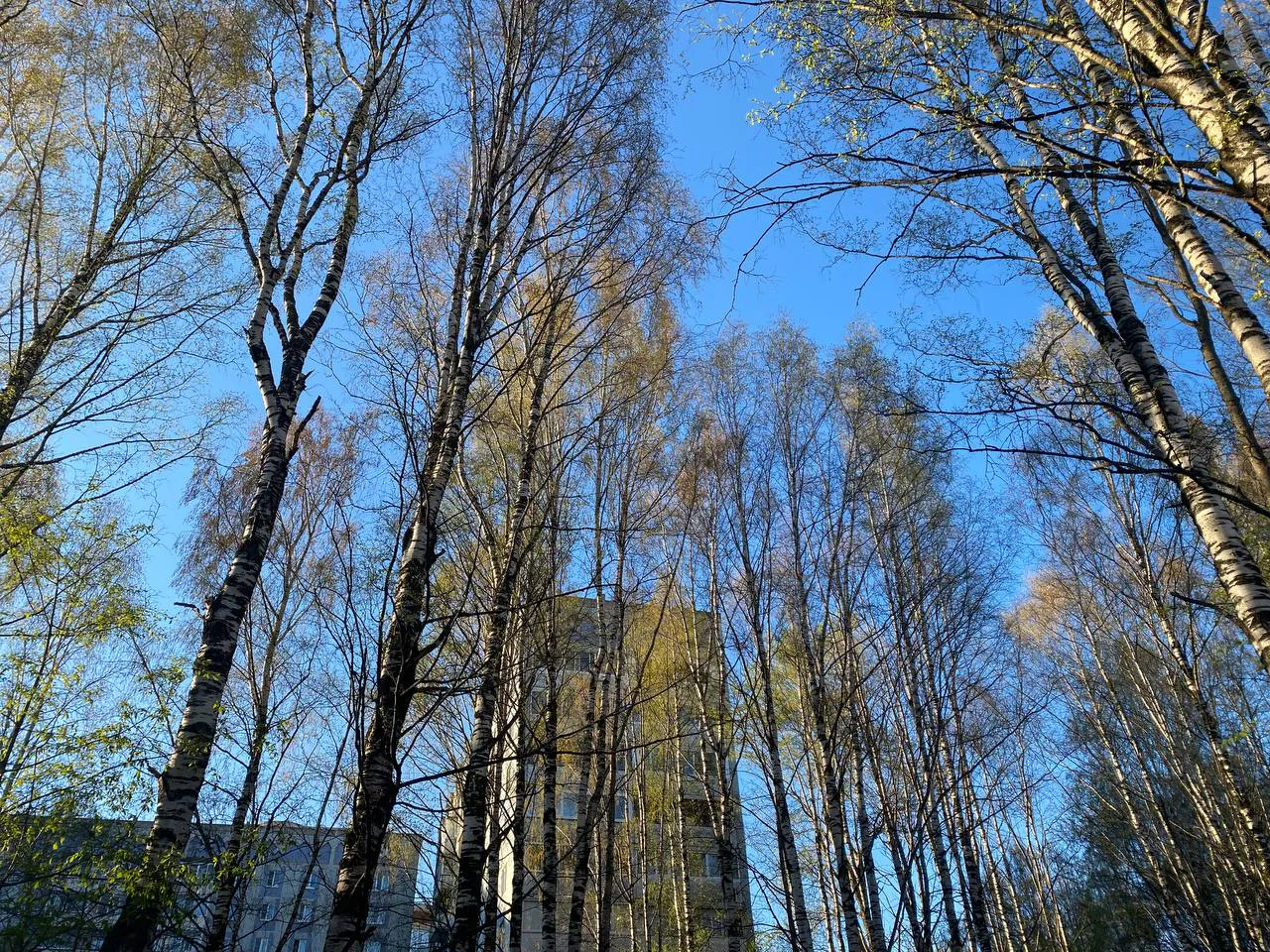 В Коми 23 мая удивляет контрастами: одни мерзнут при -4 °C, другие греются при +18 °C