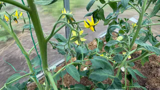 Пшикаю пять раз на томаты при цветении — завязи покрывают ковром: всё лето только приходится собирать одни помидоры – настолько их много