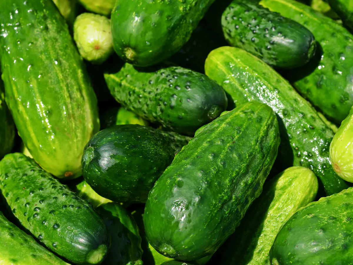 Не удобрение, а ядреная смесь: до 25 июня под огурцы - все ровные, хрустящие и без горечи