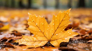 Сентябрь в Коврове станет самым теплым за последние три века