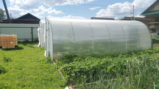 Выращиваем свеклу через рассаду — больше «танцевать с бубнами» не придётся: корнеплоды будут огромными и красивыми