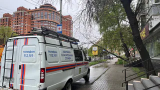 В Рязани на улице Чкалова упавшее дерево оборвало троллейбусные линии