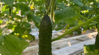 Гораздо круче модного «Германа»: плеть увешана огурцами, словно гирлянда — с грядки через 40 дней и без болезней