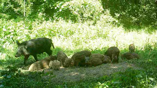 Охотиться - строго по лицензии: специалисты провели анализ охотничьих ресурсов на территории региона