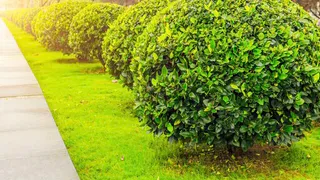 МКУ «Зелёный город» приглашает новых сотрудников