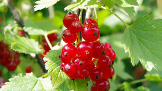 Воткнула под смородину — тля пропала за 1 день: даже опрыскивать не пришлось — листья чистые все лето.