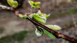 Жарко: в среду в Рязанской области ожидается +22 градуса
