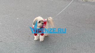 В Кузнецке введен штраф за самовыгул собак