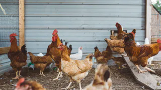 Кинули на крышу — и в курятнике тепло: бесплатный способ утепления пернатых всю зиму