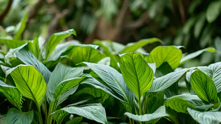 1 ложка на 1 литр — и спатифиллум как подменили: листья выросли размером с тарелку, цветоносы лезут без остановки