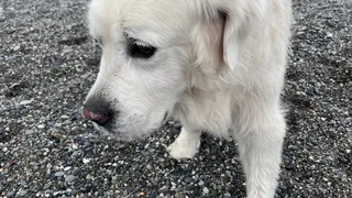 Какие собаки – самые адекватные: 10 пород с наилучшим поведением