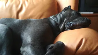 Как понять, что говорит собака? 7 секретов общения с питомцами: Переводим собачий язык на человеческий