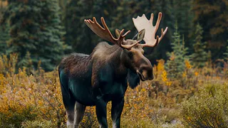 Жители Вязников убили двух лосей: они заплатят больше 1,8 миллиона рублей