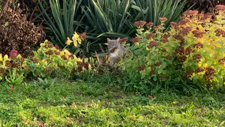 Перечень инвазивных растений разрабатывается в Рязанской области