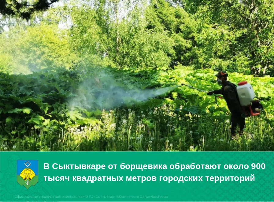 Столица Коми объявила войну борщевику