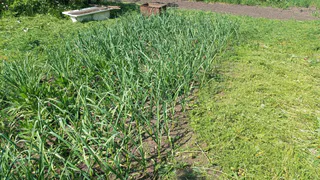 Луковая муха исчезнет вмиг: секретное опудривание для зеленых перьев - забытый лайфхак из СССР