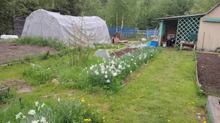 Повесила на вход в теплицу занавеску и теперь очень довольна – решила враз многие проблемы