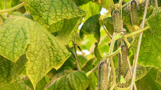 За два месяца в Рязанской области собрали 950 тонн огурцов и 320 тонн томатов