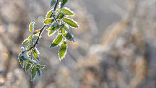 20 мая в Рязанской области ожидаются заморозки до -1°C