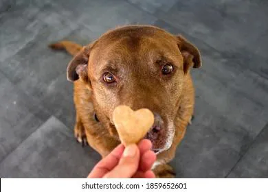 Кусачая собака может разорить своего безответственного хозяина