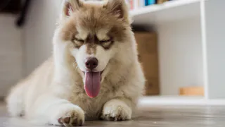 Кажется, их знают во всём мире — а родом они отсюда: топ отечественных пород собак