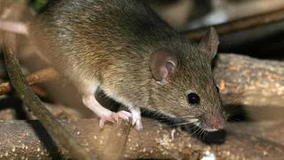 В Нижнекамске 5 человек заразились мышиной лихорадкой