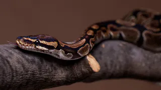 Челябинские врачи спасли двух вожатых детского лагеря, которых покусала гадюка