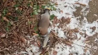 В Рязани засняли мертвых свирелей на дороге