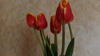 Когда сюрприз оказывается неожиданностью: самые необычные подарки жительницам Сыктывкара на 8 Марта