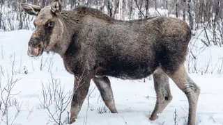 В леса Владимирской области завезли более 3,5 тонн соли в качестве подкормки для диких животных